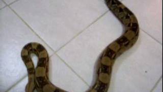 1 year old red tail boa constrictorread description [upl. by Uok]