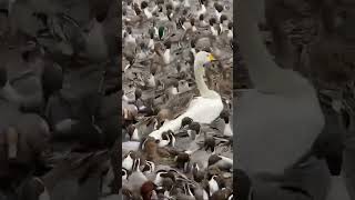 Birds Migratory Europe الطيورالمهاجرةاورباampBakr111 [upl. by Atnaloj]