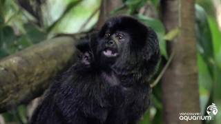 Baby Goeldis Monkey [upl. by Harbard351]