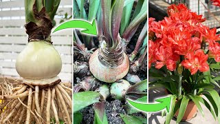 Can it Make Amaryllis Grow Bulblets  A Test of Plant Hormone on Amaryllis HippeastrumTurn on CC [upl. by Inessa]