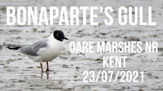 Bonapartes Gull Oare Marshes NR Kent23072021 [upl. by Aicemat748]