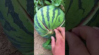 Easy Way To Break Open The Triploid Seedless Watermelon [upl. by Oalsinatse]