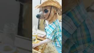 DOG FUNNY COMEDY 🤣 2024 New comedy viral video funny ytshorts new trending 2024 comedy [upl. by Trimmer]