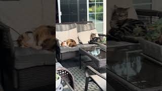 T the Cat staring so judgmentally cat short shortvideo shortsvideo shortsfeed shorts youtube [upl. by Balch777]