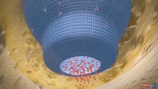 Vidéo pédagogique en 3D  formation de la racine dentaire [upl. by Nemrak914]