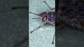 7 Deadliest Insects [upl. by Valiant]