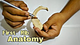 First Rib Anatomy  Bangla Demonstration [upl. by Eseila]