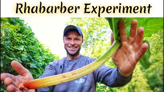 Rhabarber im Garten  Besten Tipps Standort Anbau Ernte Experiment Werde zum Rhabarberprofi 😀 [upl. by Bess894]