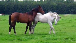 Horses in the field Stabilized [upl. by Coltun]