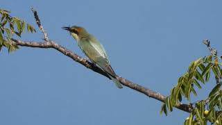 שרקרק מצוי תופס דבורה Bee Eater Got a Bee [upl. by Atibat]