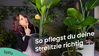 Strelitzie Paradiesvogelblume richtig pflegen – der komplette Guide 🌱  feey Pflanzenlexikon [upl. by Azenav]