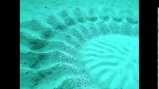 Amazing Little Puffer Fish Creates Ocean Floor Crop Circles [upl. by Quintessa]