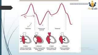 Jugular Venous Pressure JVP Waves Relation with Cardiac Cycle  Respiration Kussmaul’s sign [upl. by Jacquelynn]