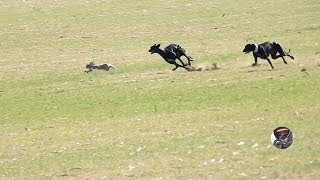 Galgos y liebres temporada 2017  Greyhounds vs Hares [upl. by Madelena]