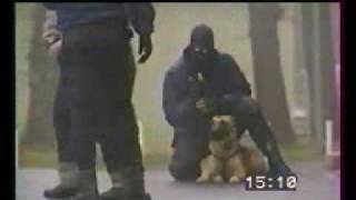 Tactical K9 Police dogs in action [upl. by Dorsey331]