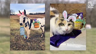 Susquehanna Valley donkey cat compete for Cadbury bunny title [upl. by Hortense]