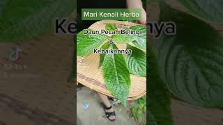 Mari Kenali Herba  Kebaikan Daun Pecah Beling [upl. by Aleb675]