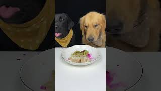 I Get To Eat First Today Labrador and Golden The Daily Life Of Two Cute Dogs [upl. by Disini]