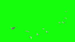 Birds flying green screen  Green screen video  Doves  Bird Flying [upl. by Alica]