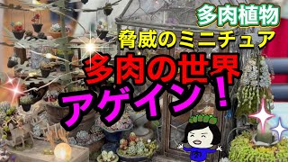 【多肉植物】驚きのミニチュア多肉の世界アゲイン [upl. by Innis494]