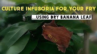 How to Culture Infusoria Using Banana Leaf for Your Fry  Cara Kultur Infusoria Guna Daun Pisang [upl. by Faludi996]