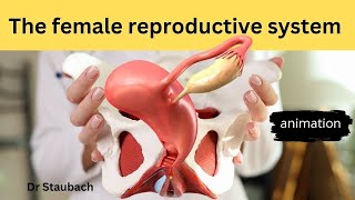 How the Female Reproductive System Works Animation [upl. by Yecart]