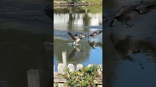 All clear for a landing goose geese landing honkers [upl. by Mowbray]