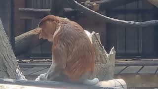 A family of Proboscis monkeys and their enclosure [upl. by Ashien]