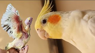 Rio baby cockatiel baby to adult growth videos 💛 lutino rio riobaby cockatiel growthstages [upl. by Gwenny333]