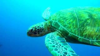 Diving Incomparable Sipadan Island Malaysia HD [upl. by Anikram809]