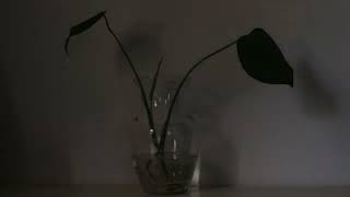 Monstera Deliciosa water propagation leaf unfurling time lapse [upl. by Comfort]