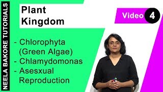 Plant Kingdom  NEET  Chlorophyta Green Algae  Chlamydomonas  Asesxual Reproduction  Dr Neela [upl. by Korney]