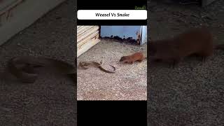 Weasel Vs Snake fight weasel snake fight [upl. by Htinek113]