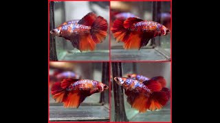 Betta Fish NEMO TIGER BLUE GALAXY KOI Rosetail HM Female X409 [upl. by Tim]