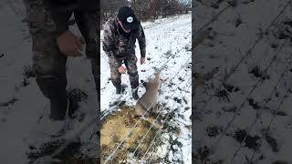 Poor deer 😭 🙏 deer viral help [upl. by Ocirne]