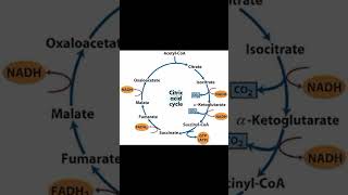 Krebs cycle [upl. by Parrish]