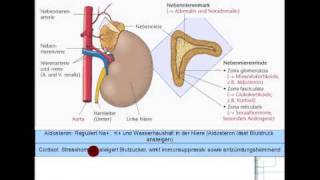 ACTH Cortisol Androgene Aldosteron 58 [upl. by Sherri]