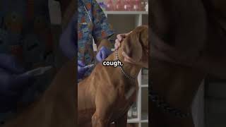 Protect Your Pet from Kennel Cough [upl. by Jamin]