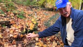 The Lifecycle of Ginseng [upl. by Fernanda683]