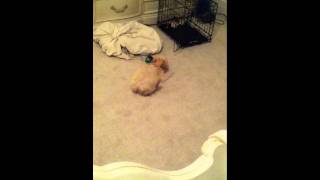 maltipoo playing [upl. by Irehc716]