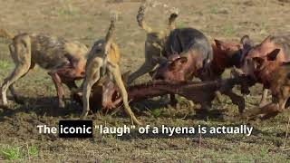 Hyenas The Misunderstood Apex Predators [upl. by Aihsilef]