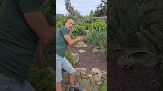 Bread Palm encephalartos longifolius subtropical gardening adventure explore permaculture [upl. by Radek112]