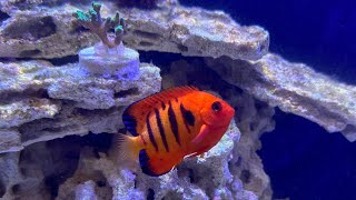 Livestock Question What Happened To My Flame Angelfish [upl. by Anselma276]