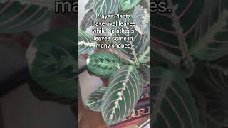 Maranta vs Calathea plants shorts short fyp plantcare houseplant youtubeshorts youtube fypシ [upl. by Roselba]