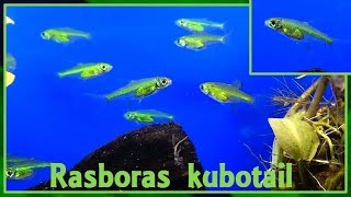 Microdevario kubotai  Kottelat amp Witte 1999  Cyprinidae  Rasboras kubotai  France  102017 [upl. by Berg]