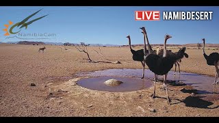 Namibia Live stream in the Namib Desert [upl. by Odraode]