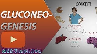 Gluconeogenesis Pathway Made Simple  BIOCHEMISTERY [upl. by Illoh]