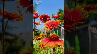 beautiful gaillardia flowersshorts flowers naturelovers [upl. by Beck]