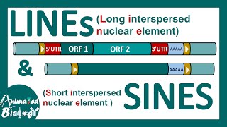 LINEs and SINEs  Poly A retrotransposon  Genetic organization of LINE and SINE  Mol bio [upl. by Wobniar]