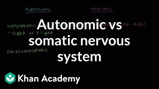 Autonomic vs somatic nervous system  Muscularskeletal system physiology  NCLEXRN  Khan Academy [upl. by Eissehc]